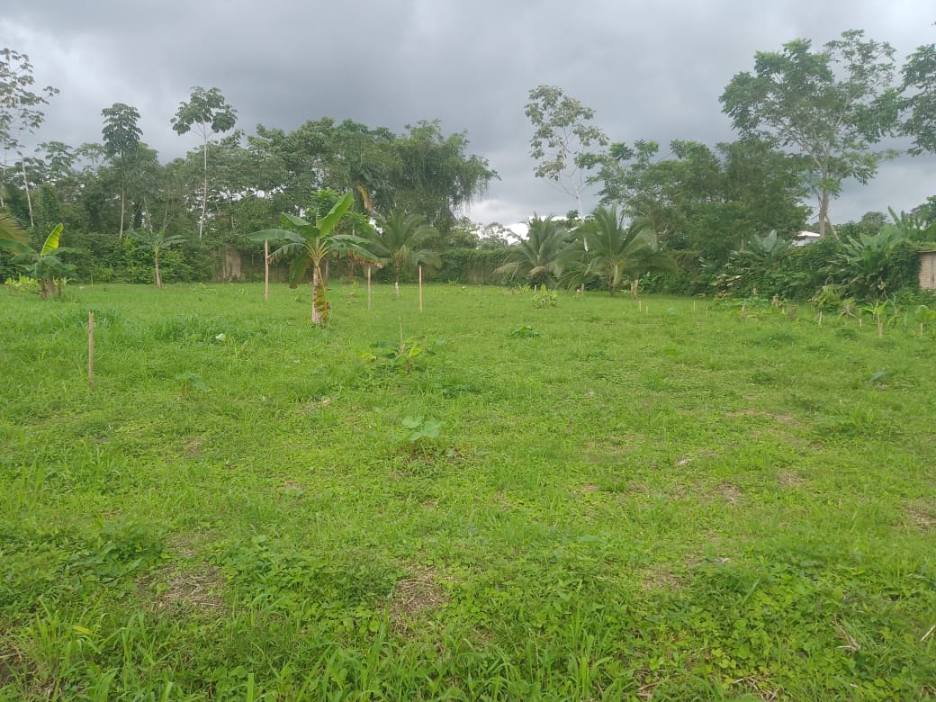 Mejormamiento de los Ingresos de los productores agropecuarios en los Municipios de Francisco Pizarro, Mosquera y Tumaco en el Departamento de Nariño.